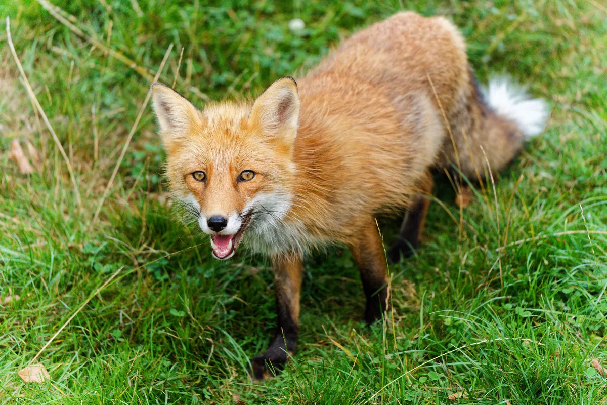 CD_Portfolio_06_Tiere-5.jpg